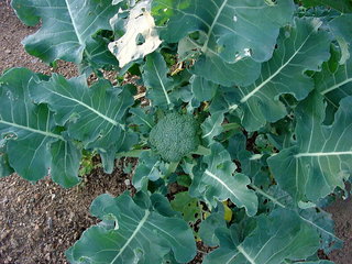 Broccoli2011_01.jpg